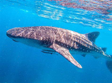 Whale Shark in Tagalog.